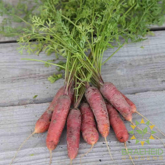 Vampire Carrot (Longue Rouge Sang)