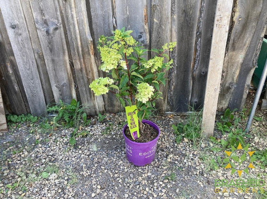 Vanilla Strawberry™ Hydrangea