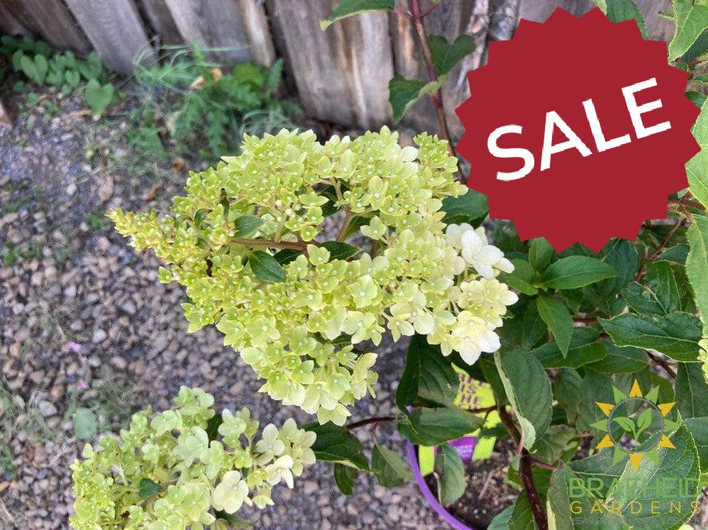 Vanilla Strawberry™ Hydrangea