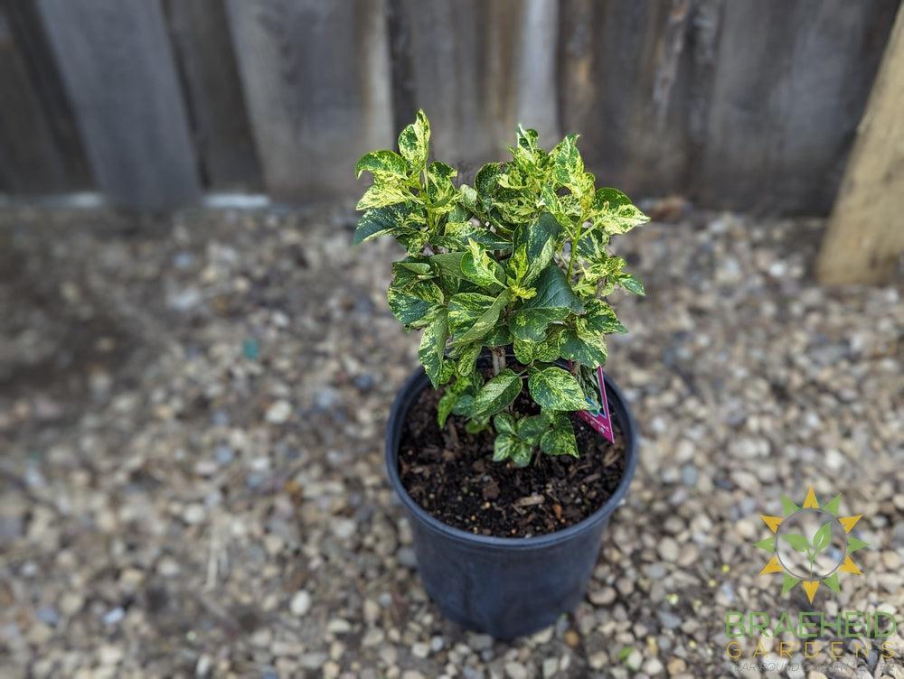 Variegated Common Lilac