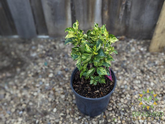 Variegated Common Lilac
