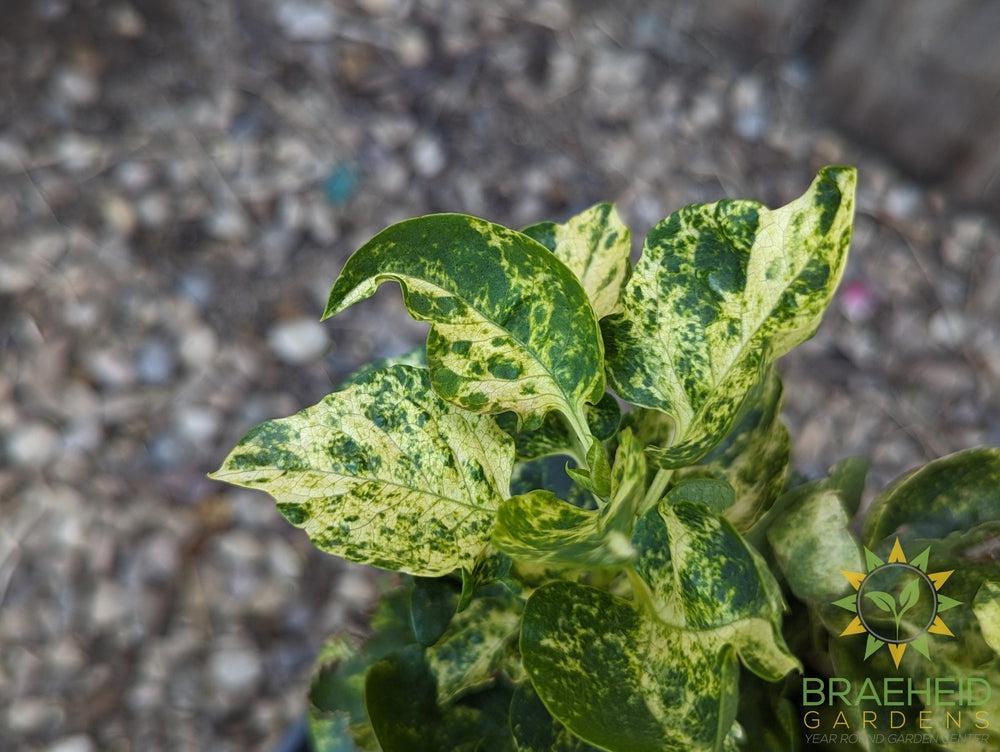 Variegated Common Lilac