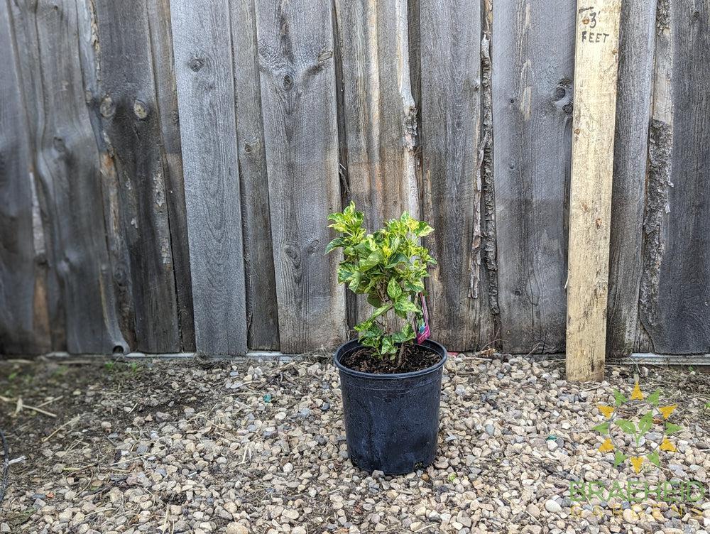 Variegated Common Lilac