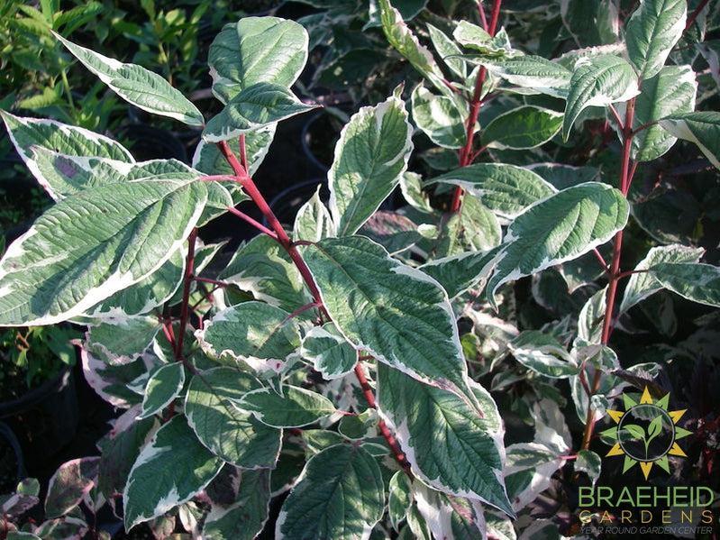 Variegated Siberian Dogwood