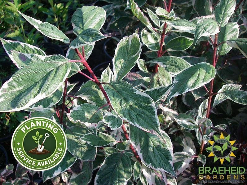 Variegated Siberian Dogwood