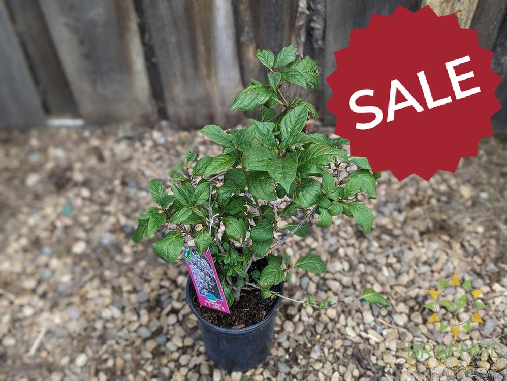 Villosa Late Lilac