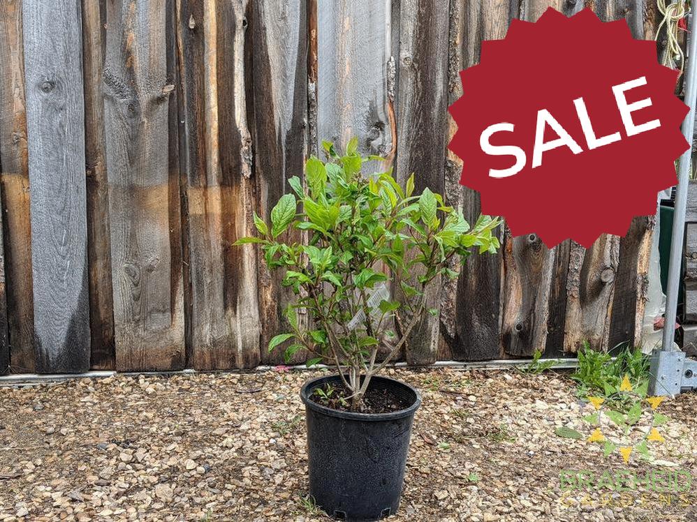 Villosa Late Lilac