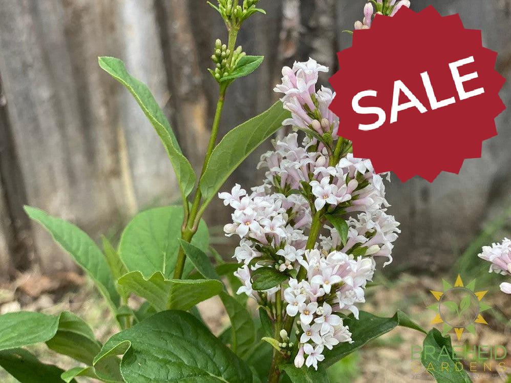 Villosa Late Lilac