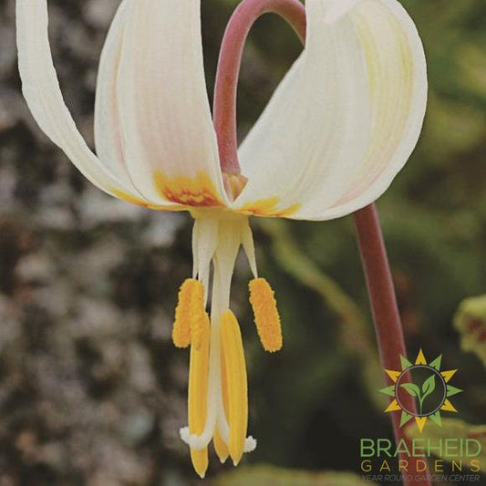 White Fawn Lily