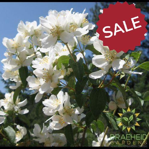Waterton's Mock Orange