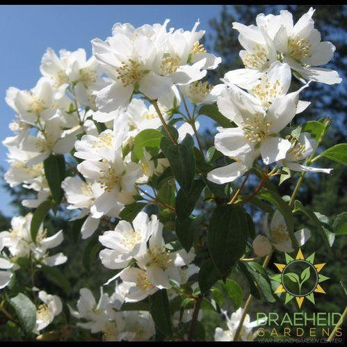Waterton's Mock Orange