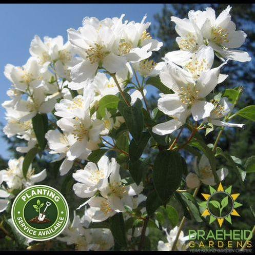 Waterton's Mock Orange