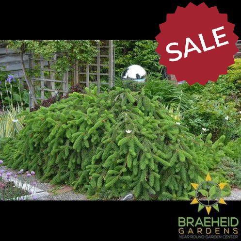 Weeping Norway Spruce