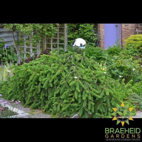 Weeping Norway Spruce
