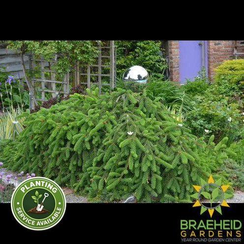 Weeping Norway Spruce