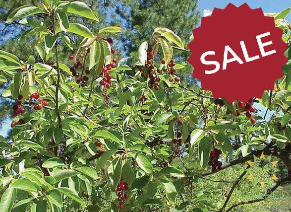Western Chokecherry