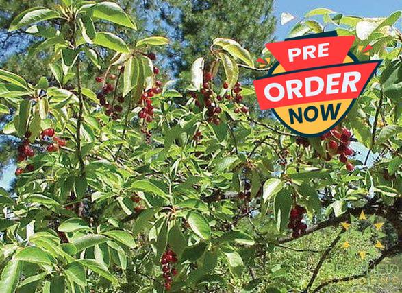 Western Chokecherry