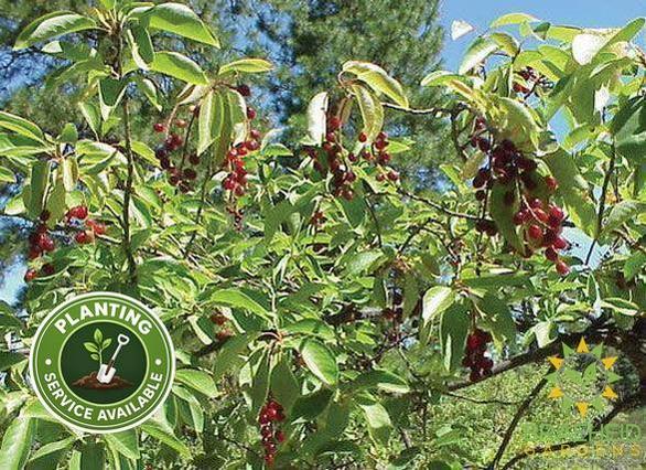 Western Chokecherry