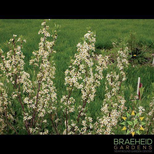 Western Sand Cherry shrub