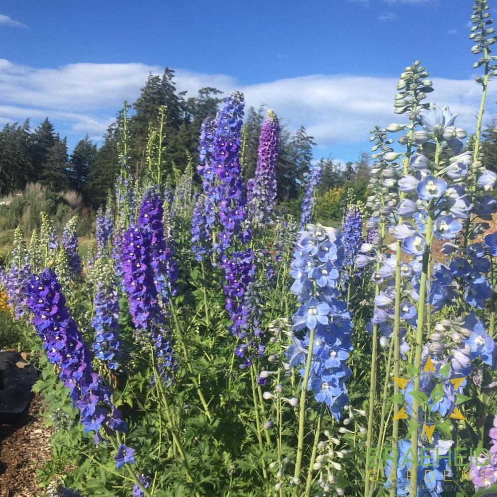 Delphinium Mix