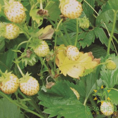 White Alpine Strawberry