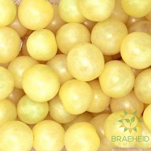 White Cherry Tomato