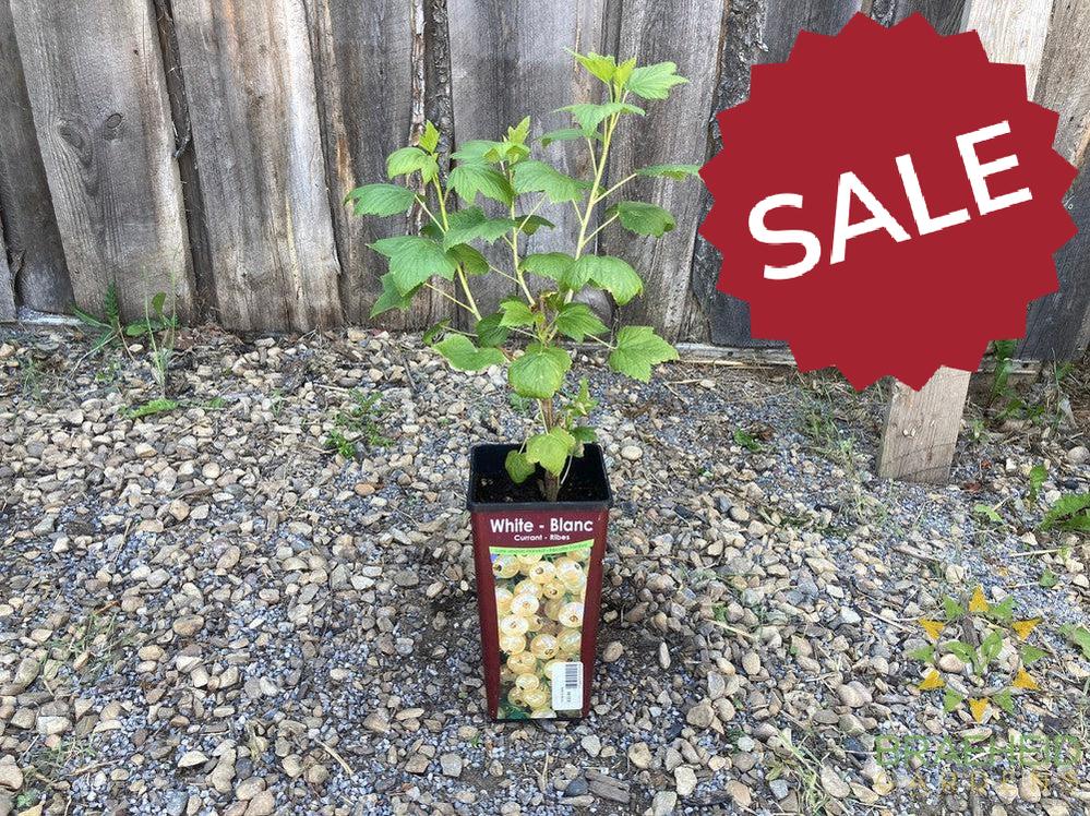 Buy White Currant-Gadellier an Edible Shrub in Grande Prairie Alberta - Braeheid Gardens Ltd.