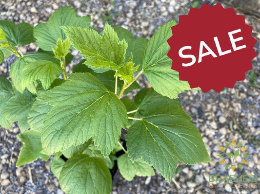 Buy White Currant-Gadellier an Edible Shrub in Grande Prairie Alberta - Braeheid Gardens Ltd.