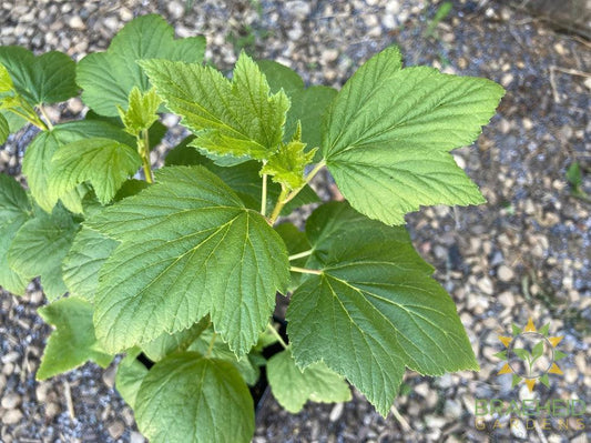 Buy White Currant-Gadellier an Edible Shrub in Grande Prairie Alberta - Braeheid Gardens Ltd.