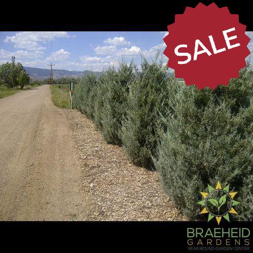 Wichita Blue Juniper