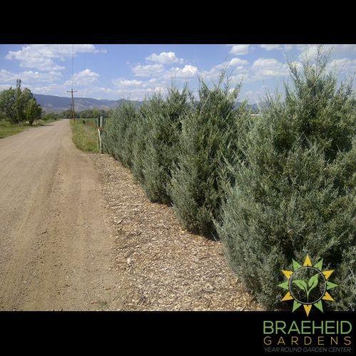 Wichita Blue Juniper