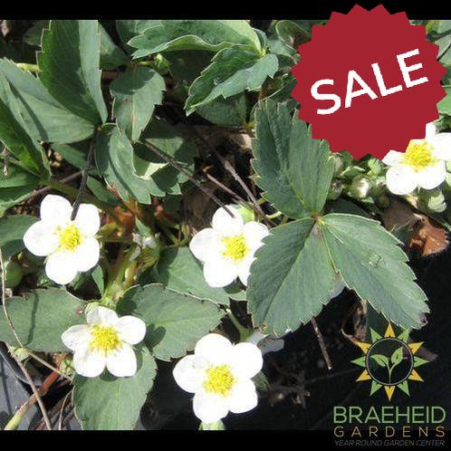 Wild Strawberry