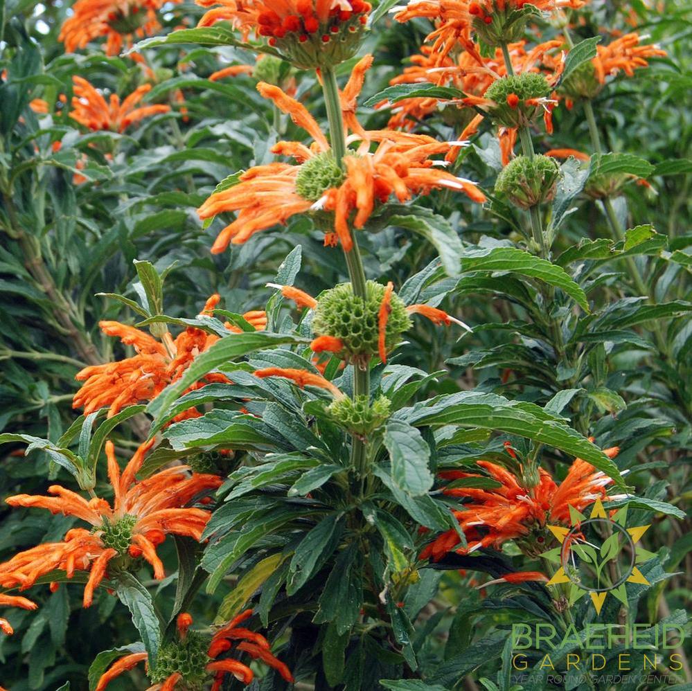 Wild Dagga