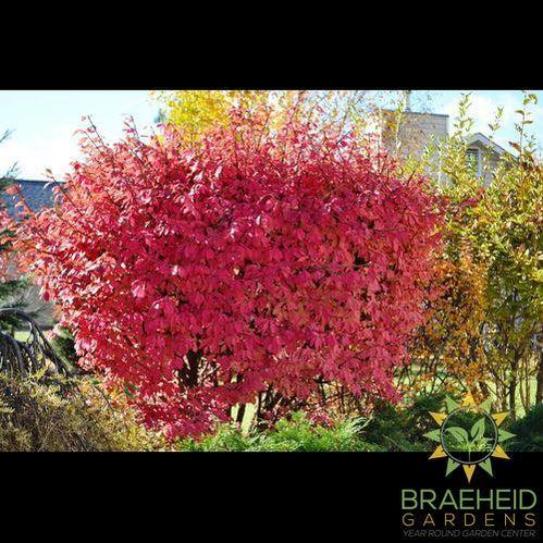 Winged Burning Bush