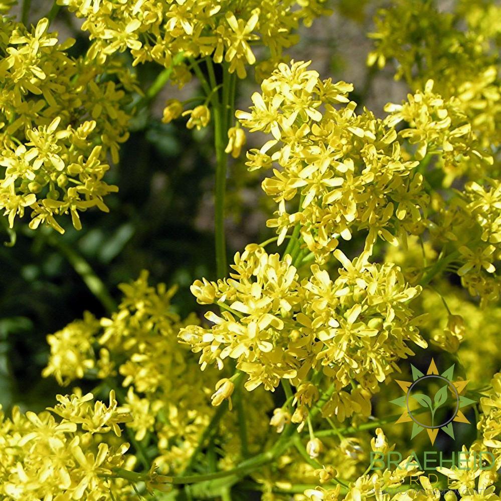Woad