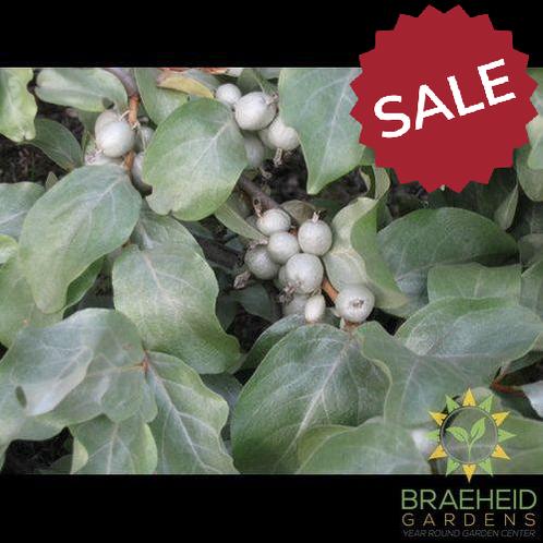 Wolf Willow, Silverberry