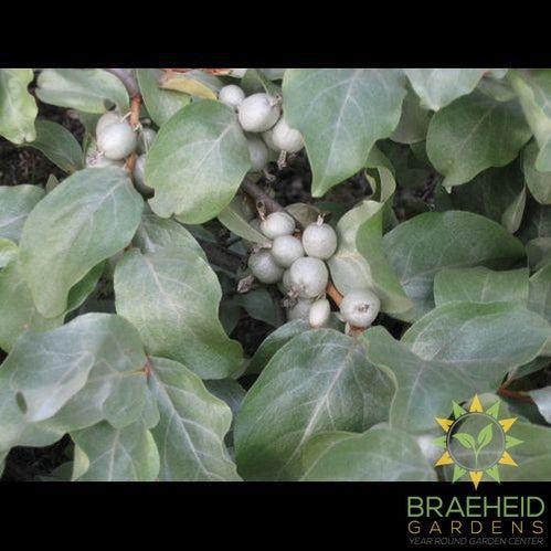 Wolf Willow, Silverberry