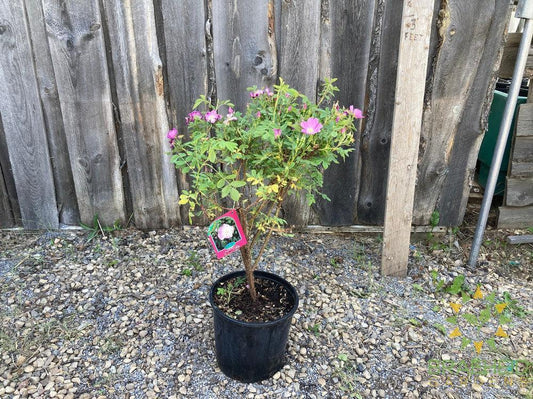Woods Rose
