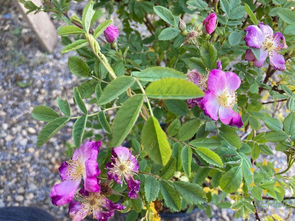 Woods Rose