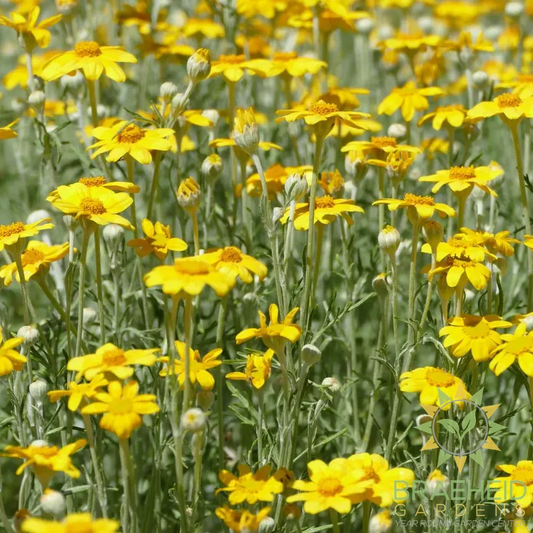 Woolly Sunflower