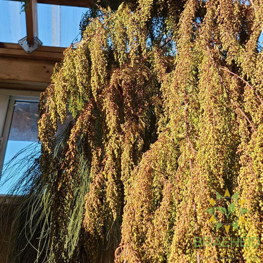 Sweet Wormwood