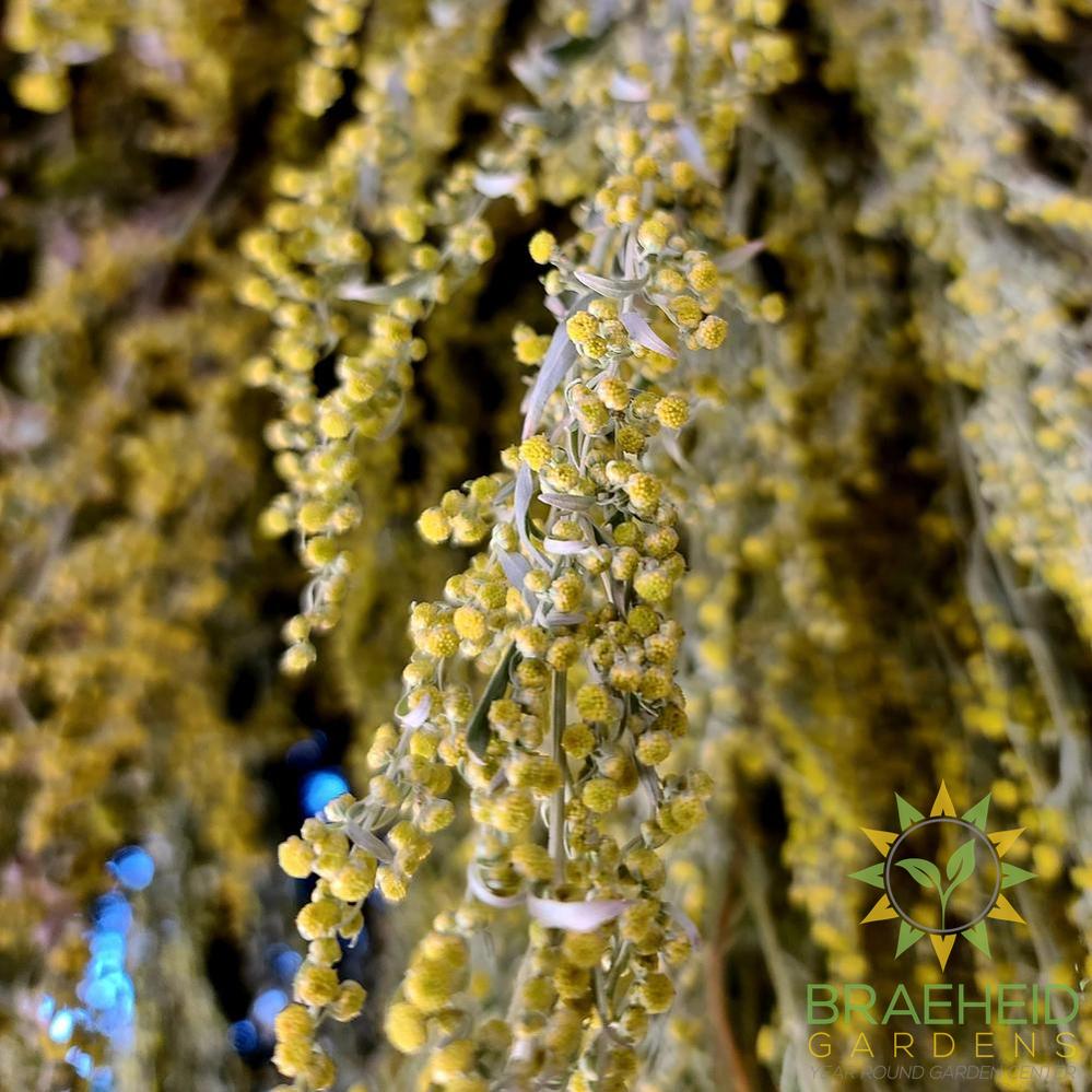 Sweet Wormwood