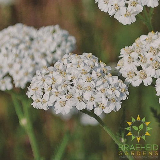 Yarrow
