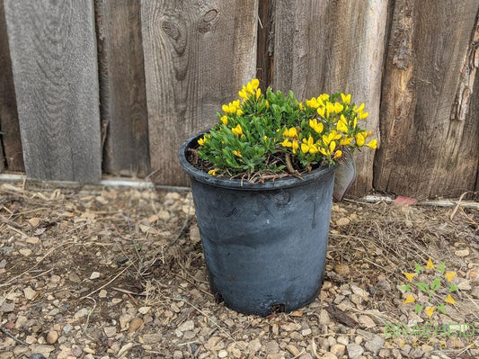 Yellow Broom