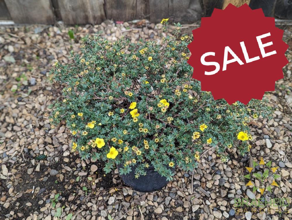 Yellow Gem Potentilla