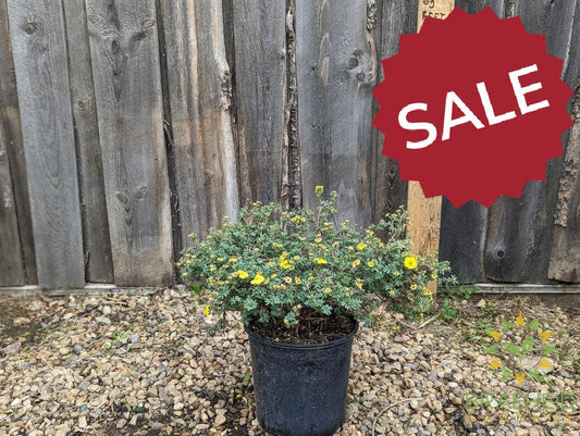 Yellow Gem Potentilla