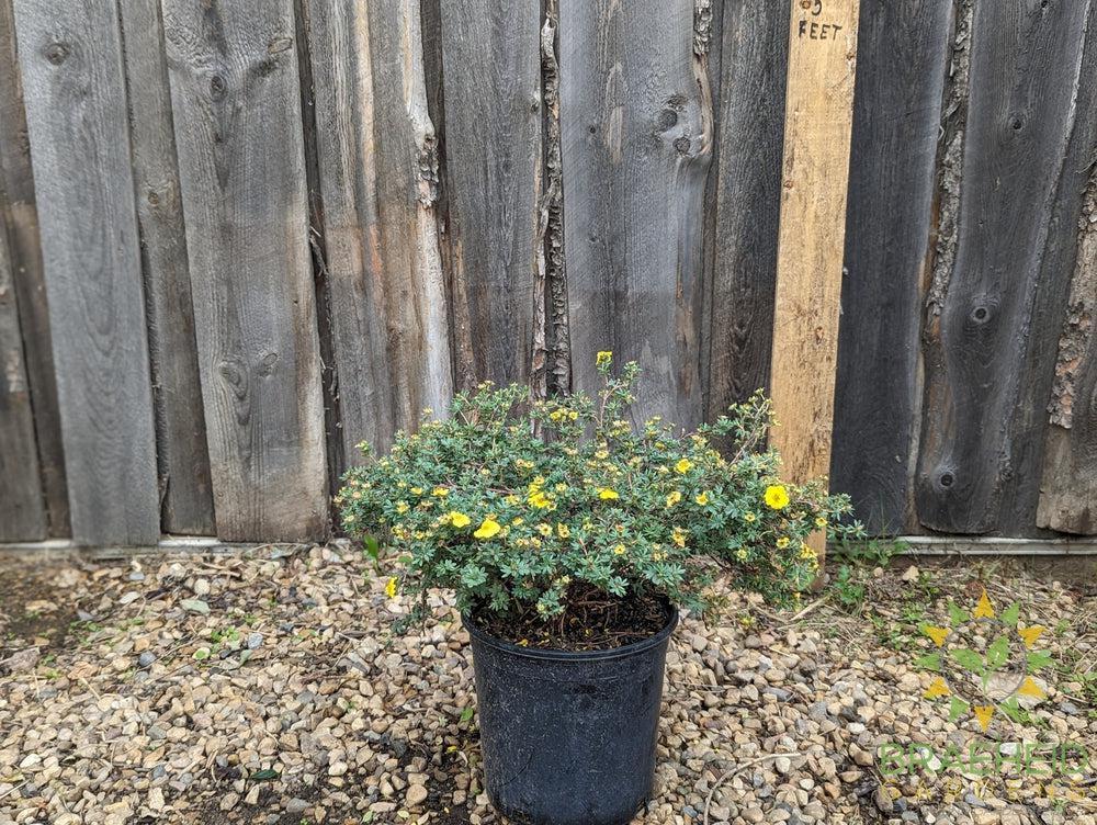 Yellow Gem Potentilla