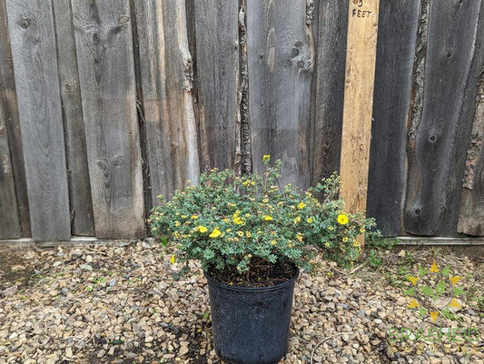 Yellow Gem Potentilla