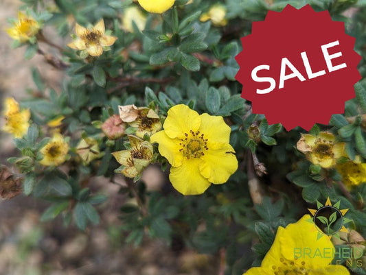 Yellow Gem Potentilla