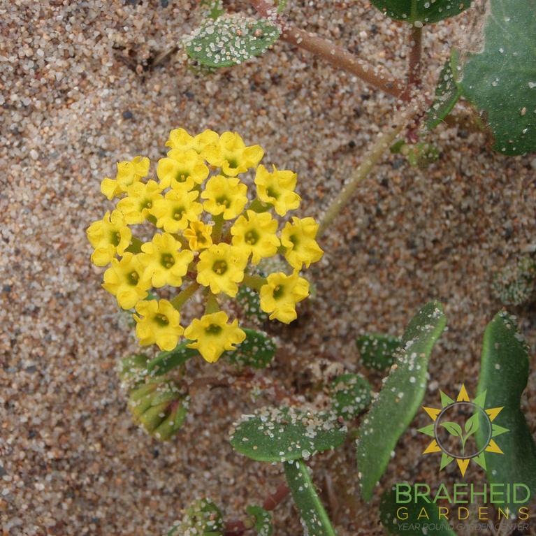 Yellow Sand Verbena
